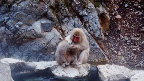 Monos de Nieve de Jigokudani Monos de Nieve de Jigokudani