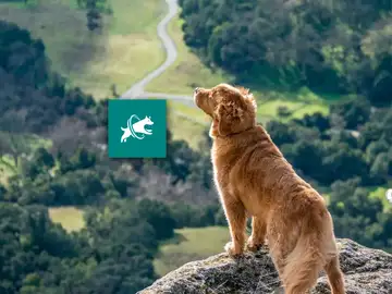 Dogpack Dogpack