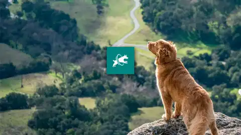 Dogpack Dogpack