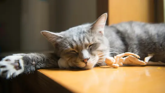 Un gato echándose una siesta Un gato echándose una siesta