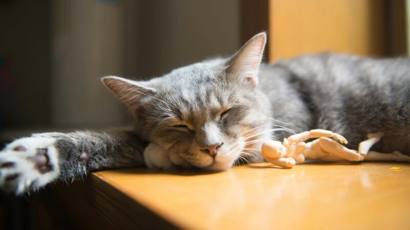 Un gato echándose una siesta