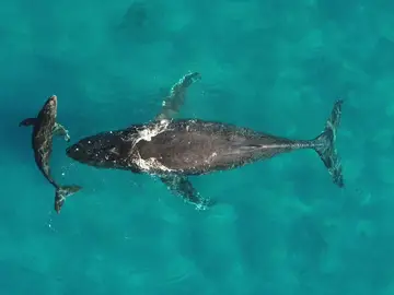 Madre y cría de ballena jorobada Madre y cría de ballena jorobada