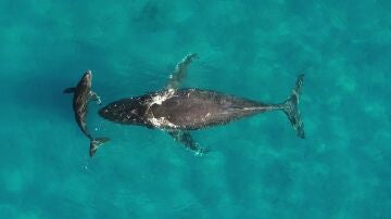 Madre y cría de ballena jorobada