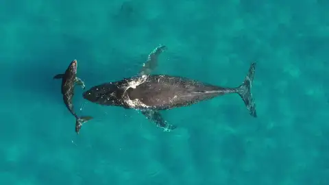 Madre y cría de ballena jorobada Madre y cría de ballena jorobada