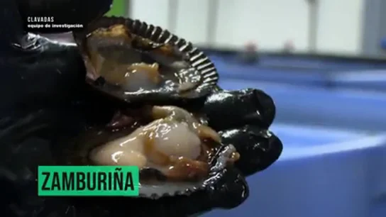 "Se está volviendo cómo el percebe": el responsable de un vivero sobre las zamburiñas a Equipo de Investigación "Se está volviendo cómo el percebe": el responsable de un vivero sobre las zamburiñas a Equipo de Investigación