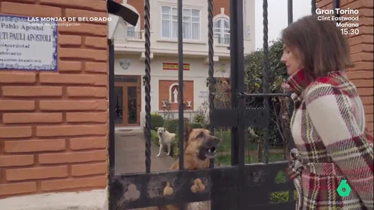 Uno de los perros de José Ceacero Uno de los perros de José Ceacero