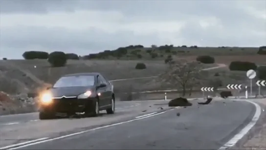 Hacer fotos, revisar el seguro... los consejos de los expertos ante a un accidente provocado por un animal Hacer fotos, revisar el seguro... los consejos de los expertos ante a un accidente provocado por un animal