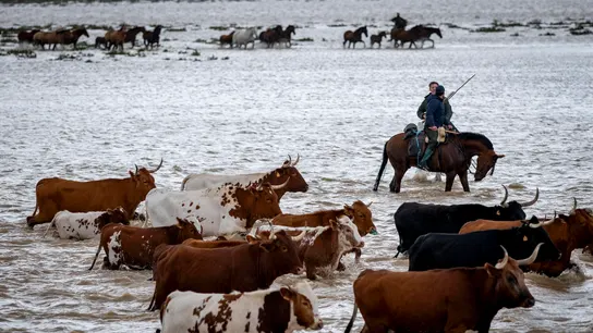 Las vacas, en Doñana Las vacas, en Doñana
