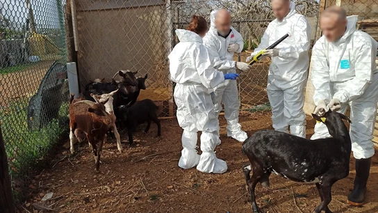 Inspecciones de la finca irregular en Constantí (Tarragona) Inspecciones de la finca irregular en Constantí (Tarragona)