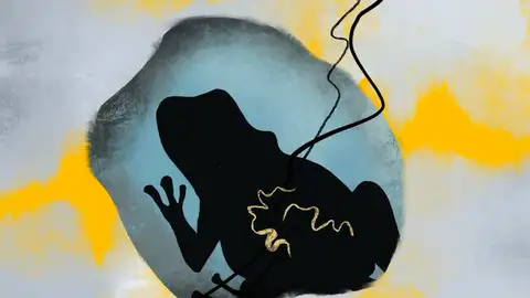 Hallan antibióticos en ranas que podrían combatir las superbacterias Hallan antibióticos en ranas que podrían combatir las superbacterias