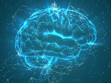Cerebro Cerebro