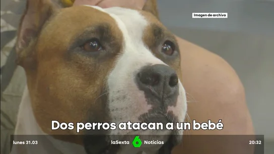 bebé perros bebé perros