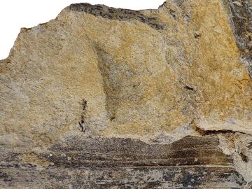 Una hoja fosil aporta nuevos datos del ambiente donde vivieron dinosaurios en Teruel