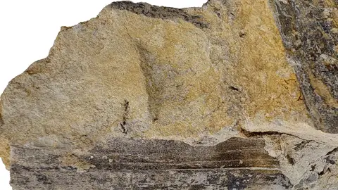 Una hoja fosil aporta nuevos datos del ambiente donde vivieron dinosaurios en Teruel Una hoja fosil aporta nuevos datos del ambiente donde vivieron dinosaurios en Teruel