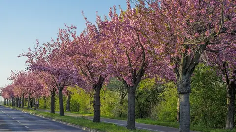 Cerezos en flor Cerezos en flor