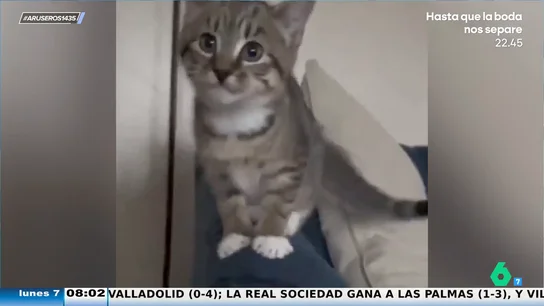 Demostrado: los gatos también pueden ladrar como los perros Demostrado: los gatos también pueden ladrar como los perros