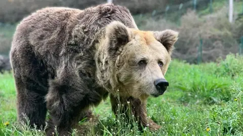 Osa Paca Osa Paca