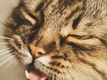 Gato maullando Gato maullando