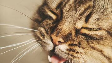 Gato maullando