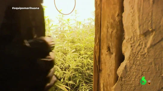 "Nos sacamos de 18.000 a 20.000 euros": la confesión del dueño de una plantación de marihuana en Granada relata "Nos sacamos de 18.000 a 20.000 euros": la confesión del dueño de una plantación de marihuana en Granada relata