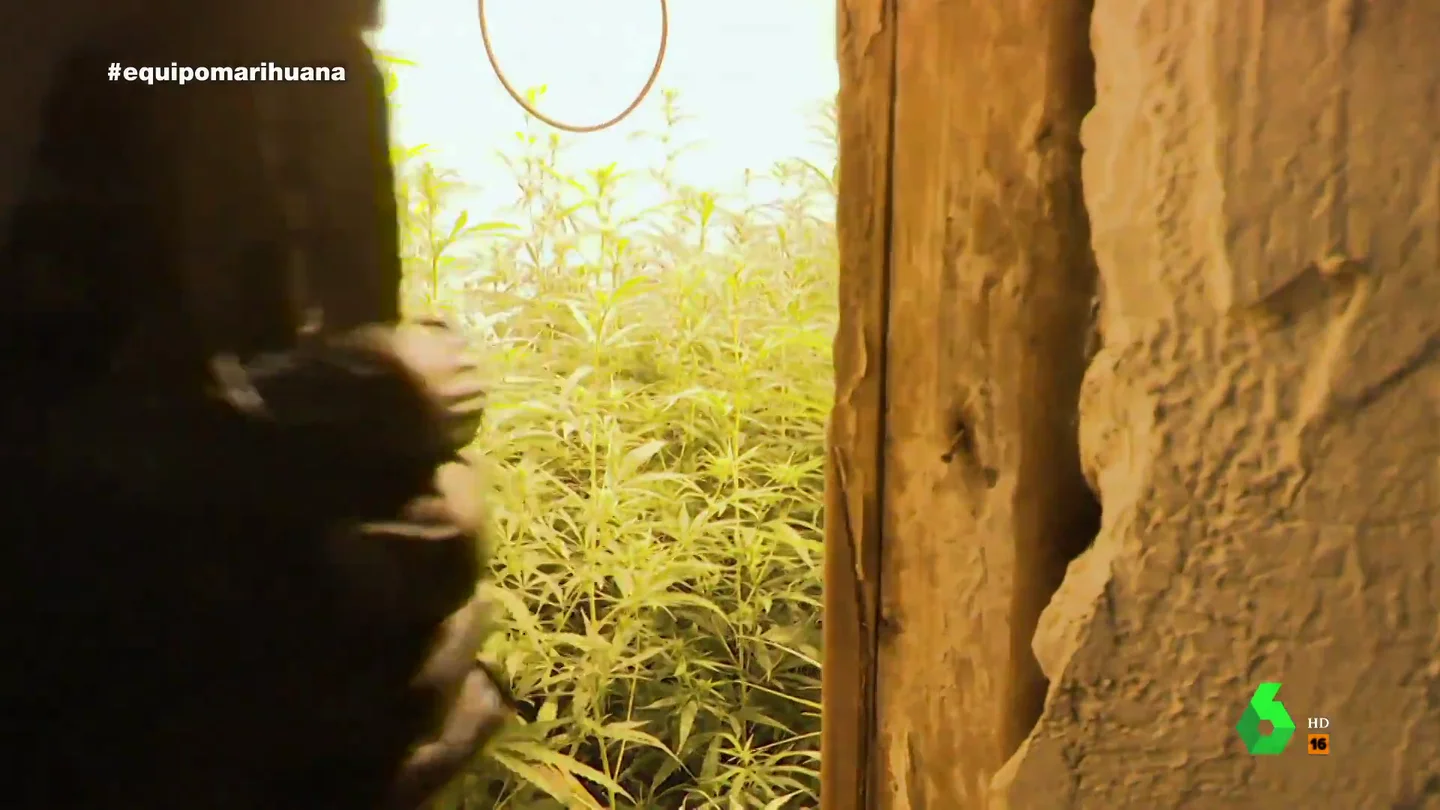 "Nos sacamos de 18.000 a 20.000 euros": la confesión del dueño de una plantación de marihuana en Granada relata "Nos sacamos de 18.000 a 20.000 euros": la confesión del dueño de una plantación de marihuana en Granada relata