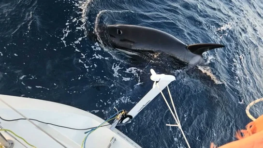 Una orca ataca a una embarcación Una orca ataca a una embarcación