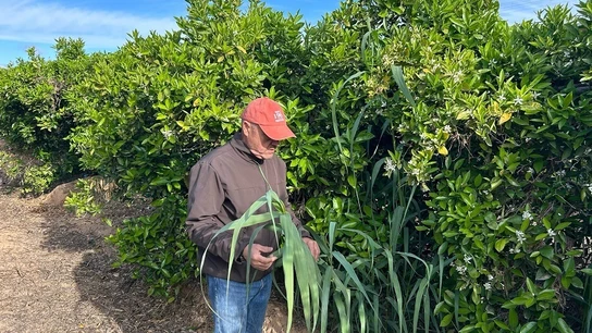 Una plaga de cañas amenaza las cosechas de Valencia Una plaga de cañas amenaza las cosechas de Valencia