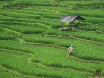 cultivo arroz cultivo arroz