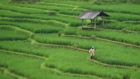 cultivo arroz cultivo arroz
