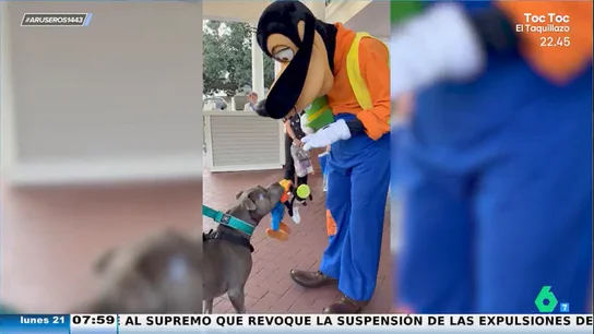 La divertida reacción de un perro al conocer a su ídolo, Goofy La divertida reacción de un perro al conocer a su ídolo, Goofy