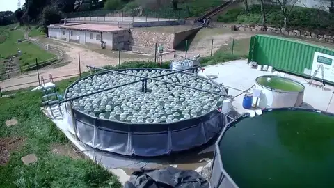 planta piloto Life SPOT en las instalaciones de Torre Marimon, Caldes de Montbui / CSIC planta piloto Life SPOT en las instalaciones de Torre Marimon, Caldes de Montbui / CSIC