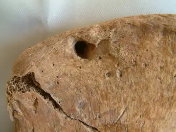 Científicos descubren la primera evidencia de combates entre gladiadores romanos y leones Científicos descubren la primera evidencia de combates entre gladiadores romanos y leones