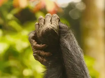 Las hembras de bonobos controlan a los machos a través de la sororidad Las hembras de bonobos controlan a los machos a través de la sororidad