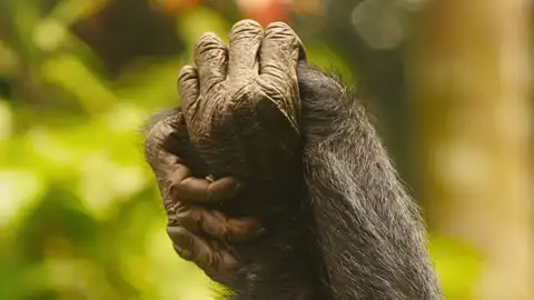 Las hembras de bonobos controlan a los machos a través de la sororidad Las hembras de bonobos controlan a los machos a través de la sororidad