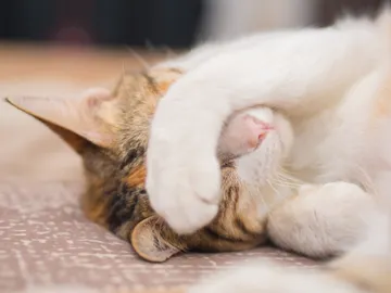 Gato tapándose la cara Gato tapándose la cara