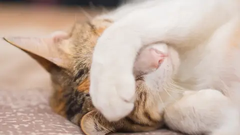 Gato tapándose la cara Gato tapándose la cara
