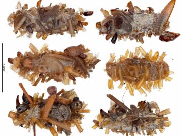 Descubren una oruga carn&iacute;vora que se viste y decora su casa con los restos de sus presas