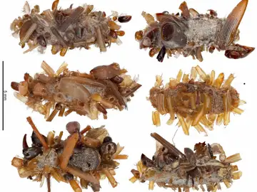 Descubren una oruga carnívora que se viste y decora su casa con los restos de sus presas Descubren una oruga carnívora que se viste y decora su casa con los restos de sus presas