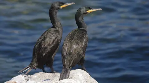Cormoranes moñudos en las Islas Cíes Cormoranes moñudos en las Islas Cíes