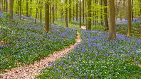 Hallerbos, Bélgica Hallerbos, Bélgica
