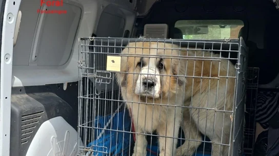 Imagen del perro que ha atacado a una mujer en Pamplona Imagen del perro que ha atacado a una mujer en Pamplona