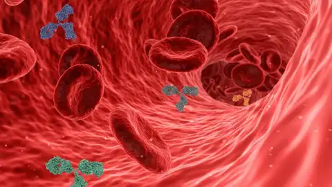 Una nueva prueba del "colesterol malo" previene con más precisión enfermedades cardíacas Una nueva prueba del "colesterol malo" previene con más precisión enfermedades cardíacas