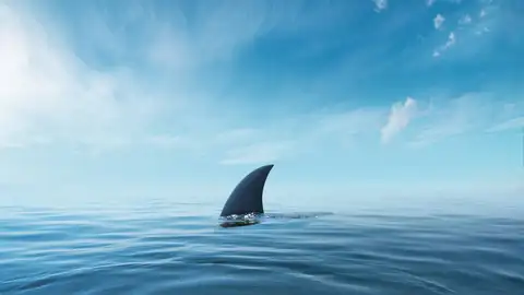 Los ataques de tiburón podrían ser en defensa propia y no agresiones planificadas Los ataques de tiburón podrían ser en defensa propia y no agresiones planificadas