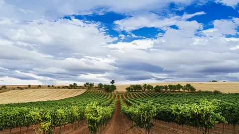 Tour vino por Ribera del Duero Tour vino por Ribera del Duero