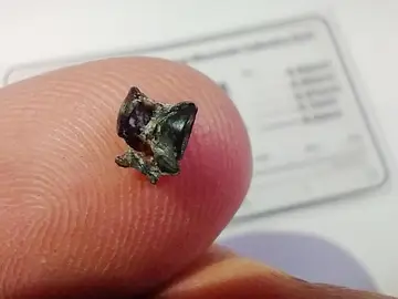 Vertebra fosilizada de un pez "anguila" de hace 200.000 años Vertebra fosilizada de un pez "anguila" de hace 200.000 años