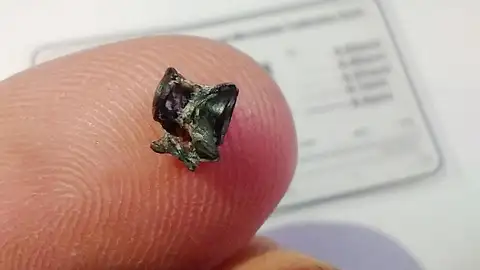 Vertebra fosilizada de un pez "anguila" de hace 200.000 años Vertebra fosilizada de un pez "anguila" de hace 200.000 años
