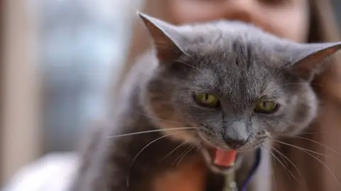 Esto es lo que siente tu gato cuando lo llamas por su nombre Esto es lo que siente tu gato cuando lo llamas por su nombre