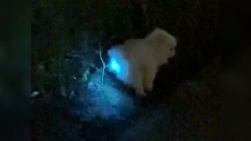 Perro