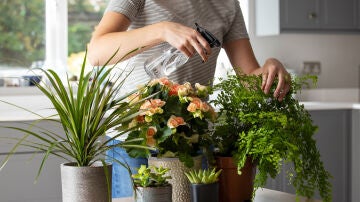 Plantas de interior