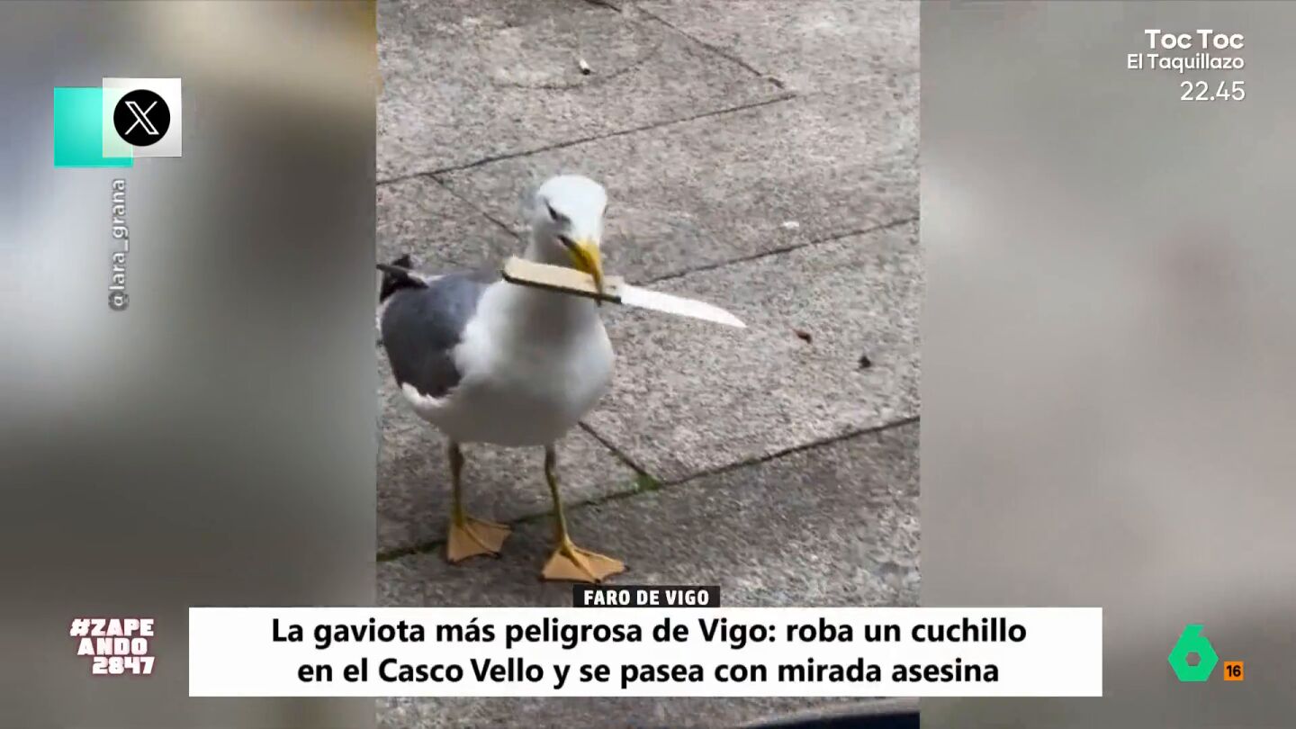 El ave ha conseguido ser viral debido a su curiosa acci&oacute;n. "Claramente, es una nueva especie de gaviota", apunta Isabel Forner, "est&aacute; la com&uacute;n y esta que es la gaviota &ntilde;eta"